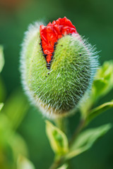 Red poppies flowers emerging from buds on green defocused background