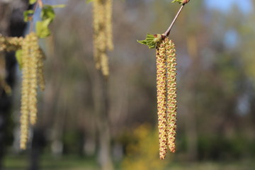 First spring leaves and catkins of birch in sunlight rays