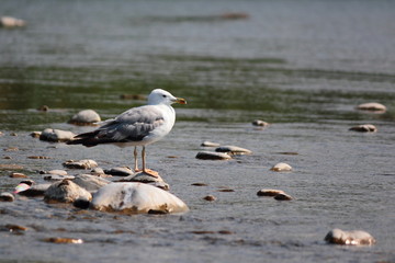 Gray - white seagull on vacation.