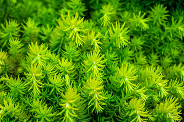 Abstract background green prickly branches of coniferous tree - Araucaria 