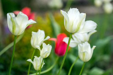 Blooming white and pink tulips against spring garden background