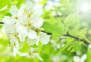 Cherry apple blossoms over nature background