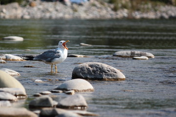 Gray - white seagull on vacation.