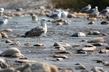 Gray - white seagull on vacation.