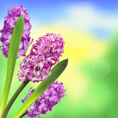 Obraz premium Pink hyacinth over nature background