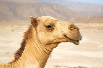 in oman  dromedary
