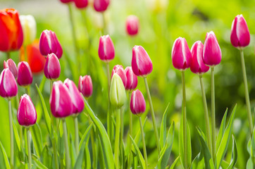 Fototapeta premium tulips on sun