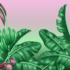 Background with banana leaves. Decorative image of tropical foliage, flowers and fruits. Design for advertising booklets, banners, flayers, cards