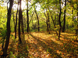 Sunlight breaking through the autumn forest
