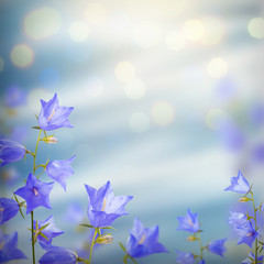 Obraz na płótnie Canvas Blue bell flowers background_2