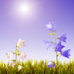 Fototapeta na wymiar Blue and white bellflowers background_3