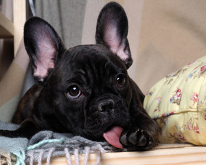 Dog paw licking tongue. The dog is black, thoroughbred - French bulldog. dog's muzzle and paw big