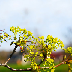 Ahornbaum, Blüte des Ahorn, Ahornblüte im Frühjahr