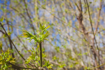 Soft de focused spring texture of tree branches with first new leaves on it