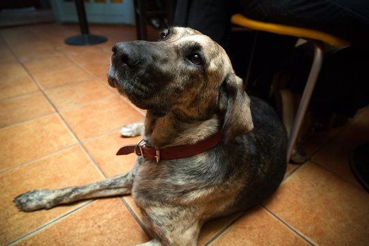 Dog Sitting In Pet Friendly Bar - Enhanced Colors