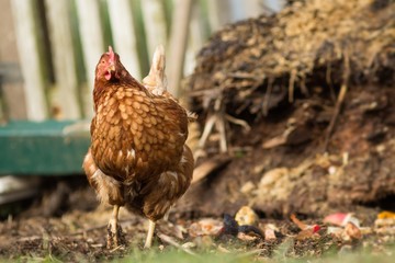Braunes Haushuhn / Brown chicken