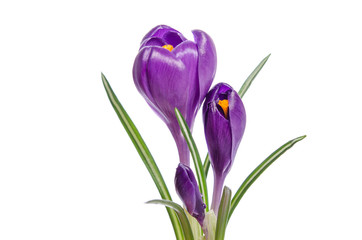 Naklejka premium Crocus flower isolated on white