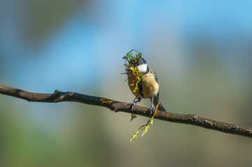 Great tit carrying building material for its nest