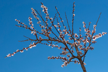 Branch of almond tree with flowers in early spring
