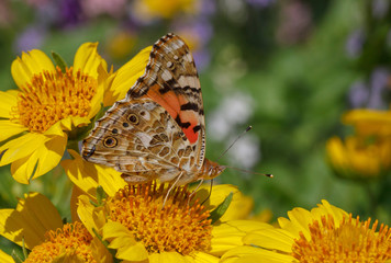 Painted Lady butterfly on yellow flower