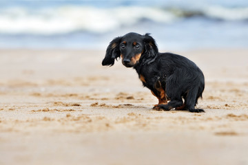 black dachshund puppy sitting on the beach