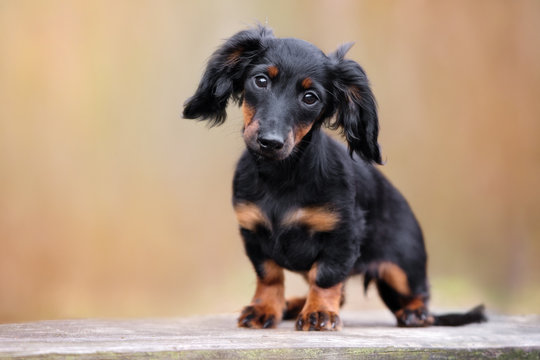 Black Dachshund Puppy Portrait Outdoors