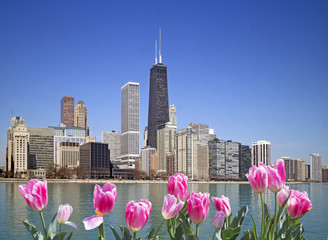 View of Chicago from the pier with pink tulips on front