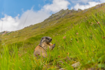 Murmeltier in den Alpen Europa - marmot in the european alps 13