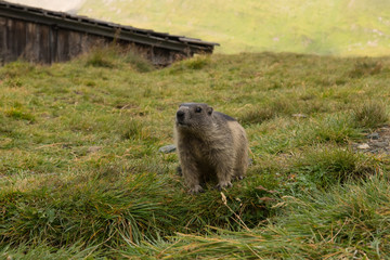 Murmeltier in den Alpen Europa - marmot in the european alps 12
