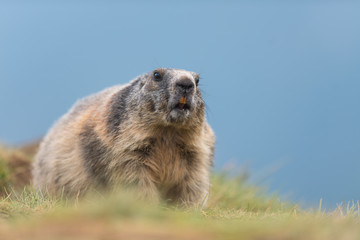 Murmeltier in den Alpen Europa - marmot in the european alps 10