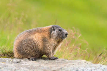 Naklejka na ściany i meble Murmeltier in den Alpen Europa - marmot in the european alps 8
