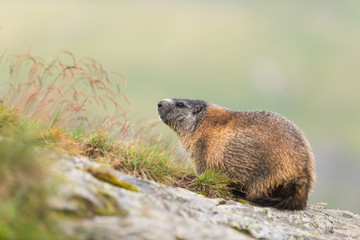 Murmeltier in den Alpen Europa - marmot in the european alps 7