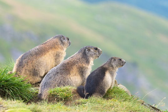Murmeltier in den Alpen Europa - marmot in the european alps 11