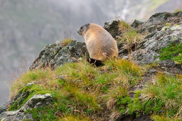 Murmeltier in den Alpen - marmot in the alps 92