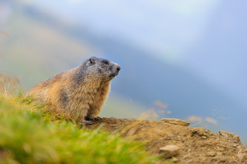 Murmeltier in den Alpen - marmot in the alps 89