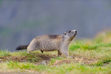 Naklejka na ściany i meble Murmeltier in den Alpen - marmot in the alps 87