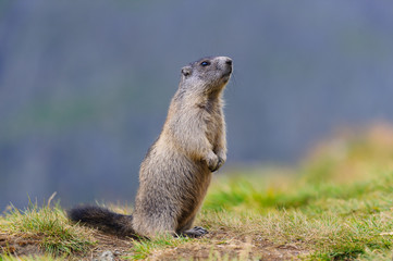 Naklejka na ściany i meble Murmeltier in den Alpen - marmot in the alps 86