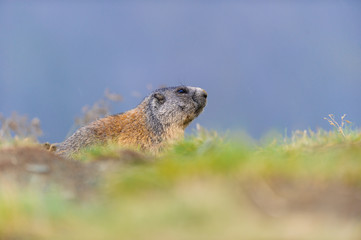 Murmeltier in den Alpen - marmot in the alps 85