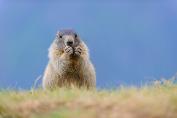 Murmeltier in den Alpen - marmot in the alps 83