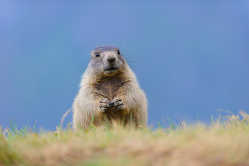 Murmeltier in den Alpen - marmot in the alps 82