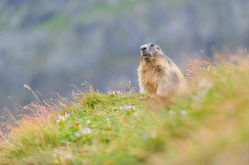 Naklejka na ściany i meble Murmeltier in den Alpen - marmot in the alps 79