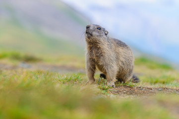 Naklejka na ściany i meble Murmeltier in den Alpen - marmot in the alps 75