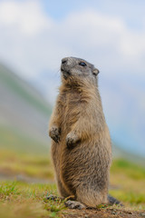 Naklejka na ściany i meble Murmeltier in den Alpen - marmot in the alps 74