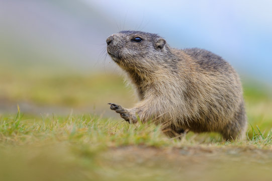 Murmeltier in den Alpen - marmot in the alps 78