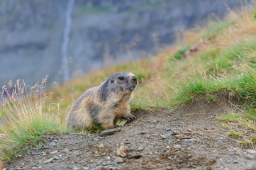 Murmeltier in den Alpen - marmot in the alps 45