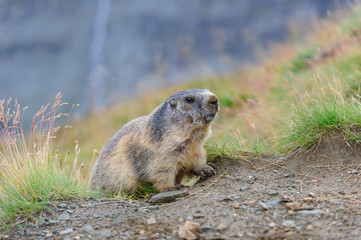 Murmeltier in den Alpen - marmot in the alps 44