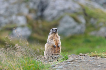 Murmeltier in den Alpen - marmot in the alps 43