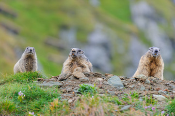 Murmeltier in den Alpen - marmot in the alps 41
