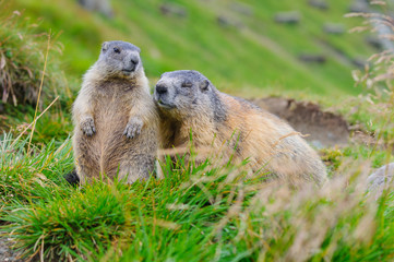 Murmeltier in den Alpen - marmot in the alps 40