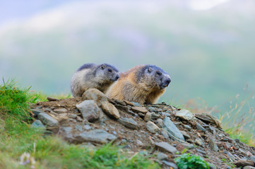 Murmeltier in den Alpen - marmot in the alps 37